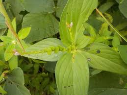 Image result for Spigelia anthelmia