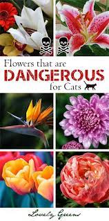 Some varieties have white spotted foliage, while others flower. 5 Common Houseplants That Are Toxic To Cats Lovely Greens Cat Safe Plants Toxic Plants For Cats Flowers