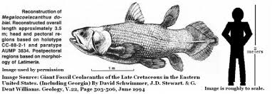 Image result for Coelachne