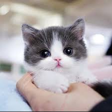 Image result for adorable cat
