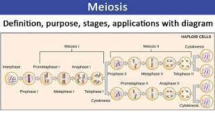 If we are considering the meiotic divisions that create gametes, then in spermatogenesis the cell which. Meiosis Definition Purpose Stages Applications With Diagram