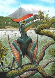 Image result for Sinopteridaceae