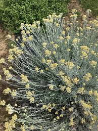 Image result for Helichrysum geminatum