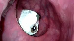 Meerkat Toy Sucked Into Descending Vore