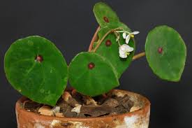 Image result for Begonia pulcherrima