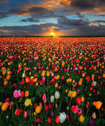 Wooden Shoe Tulip Farm Oregon Beautiful Nature Beautiful Flowers Nature Photography