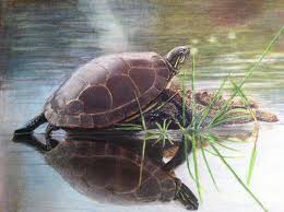 Finish up your drawing with some wings and webbed feet on the bottom circle. Turtle Pond Coloured Pencil Drawing
