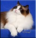 The Seal Bicolor Ragdoll Cat - Description and Photos