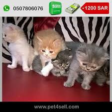 pin on cats