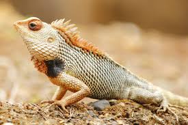 Pin On Animal Reptiles