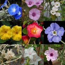 Image result for Astripomoea malvacea