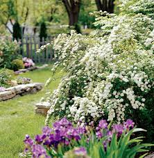 They add color and interest throughout the seasons. 18 Beautiful Spring Flowering Shrubs That Bloom Year After Year Better Homes Gardens