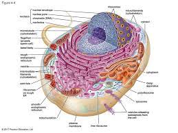 Plant cells and animal cells are shaped differently and contain different parts. Cell Structure And Function Ppt Download