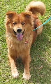 Beagle Cocker Spaniel Mix Black And Tan Cocker Spaniel Chow Chow Mix Chow Chow Mix Cute Dogs Cocker Spaniel