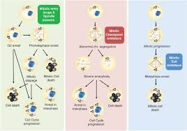 Check spelling or type a new query. Killing Cells By Targeting Mitosis Cell Death Differentiation