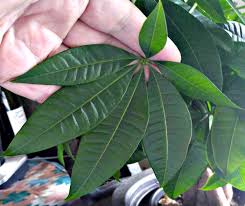 Does home depot sell money trees. Braided Money Tree Plant A Symbol Of Luck And Prosperity