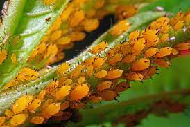 How do you keep aphids out of your garden. How To Control And Eradicate Aphids Gardener S Path