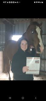 💥💥 LOOKING FOR A NEW HOME, AT NO FAULT OF HIS OWN. 💥💥 Londyn Moore  BOUGHT HIM AND HAS LOVED HIM FOR 2 YEARS, BUT THIS BIG BOY ISN'T BUILT FOR  ARENA