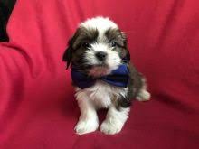 Find shih tzu rescue dogs in county durham on petlist, search 1000's of dogs within national miles of your local area. Durham Shih Tzu Dogs Puppies For Sale Classifieds At Eclassifieds 4u