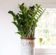 Uwec enph environmental toxicology 490 / 690 : Poisonous Plants In The Home Better Homes Gardens