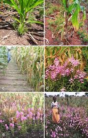 Image result for Striga asiatica