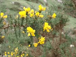 Image result for Ulex