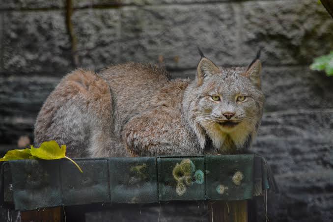 Canada lynx facts at Racine Zoo