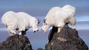 image result for mountain goat jumping シロイワヤギ 動物 野生動物