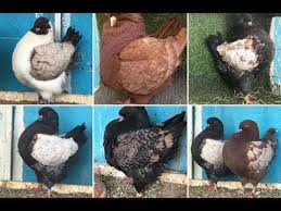 Modena Pigeon Amazing Collection Fancy Pigeons
