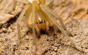 Spiders in new york spiders found in new york include 50 unique species from confirmed sightings by contributing members of spider id. How Threatening Are The Spiders In New York