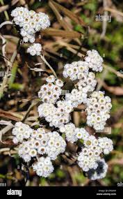 Image result for Blumea