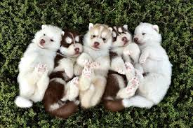 Maybe you would like to learn more about one of these? Pure Siberian Husky Facebook