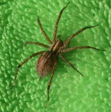 For instance, the shape of the abdomen, fishing or nursery web spiders pisauridae nursery web spiders resemble wolf spiders, but have Grass Spider Funnel Web Weaver Spiderzrule