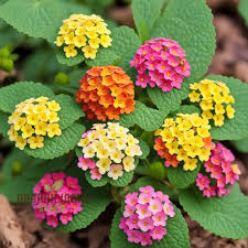 Image result for Lantana