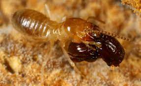 แมลงปีกแข็ง เป็นอีกหนึ่งแมลงศัตรูพืชที่สร้างความเสียหายให้กับพืชของเราทั้ง ลำไย และ ทุเรียน โพสนี้นายปลาแรดจะมาแนะนำสารเคมีที่ใช้กำจัด. à¸§ à¸Šà¸²à¸§ à¸—à¸¢à¸²à¸¨à¸²à¸ªà¸•à¸£ à¸Š à¸™à¸›à¸£à¸°à¸–à¸¡à¸¨ à¸à¸©à¸²à¸› à¸— 6 à¸¡à¸à¸£à¸²à¸„à¸¡ 2017