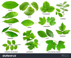 Collection Of Green Leaves Of Fruit And Berry Shrubs And Trees Shrubs Leaves Green Leaves