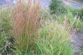 Image result for Hyparrhenia anamesa