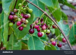 Image result for Syzygium cumini