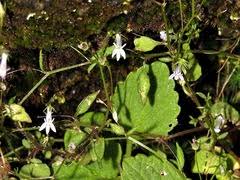 Image result for Lobelia trullifolia