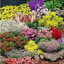 Grosser Staudengarten 14 Pflanzen Staudengarten Winterharte Stauden Staudenbeet