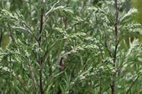 Bylica roczna (artemisia annua) zwana inaczej słodkim piołunem jest rośliną jednoroczną, która pochodzi z terenów azji. Bylica Roczna Medianauka Pl