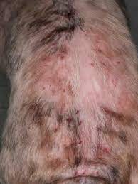 Fleas Flea Allergy And Flea Control Eradication