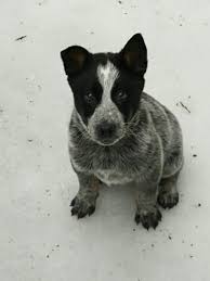 Black And White Blue Heeler Dogs Blue Heeler Animals And Pets Animals Blue Heeler