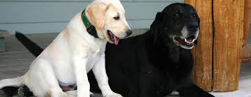 Check spelling or type a new query. How To Introduce A New Dog To Other Pets Purina