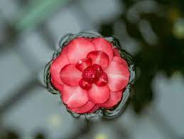 Torn Japanese Camellia Flower Floating On Water Surface Stock Photo Floating In Water Camellia Flower Flowers