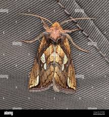 Image result for Plusia putnami