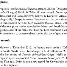 Image result for Kylicanthe rohrii