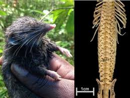 Shrew identification and biology ^. Hero Shrews Extreme Superstrong Backbones Are The Stuff Of Legends Smart News Smithsonian Magazine