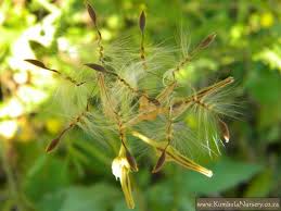 Image result for Pelargonium alchemilloides