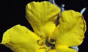 Image result for Rhigozum brevispinosum